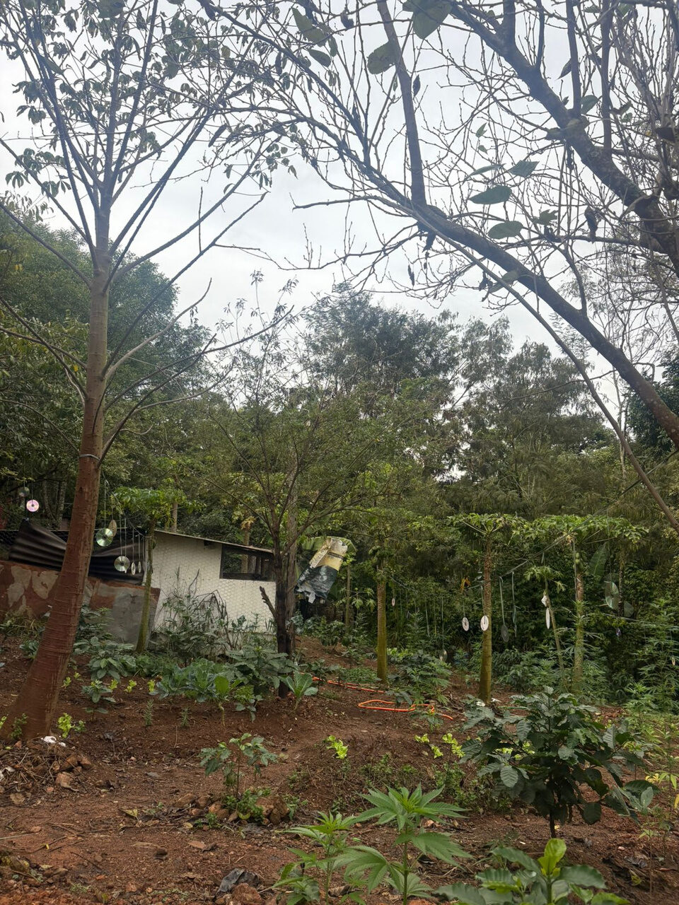 Área de cultivo agroflorestal com árvores, canteiros e uma pequena construção entre a vegetação