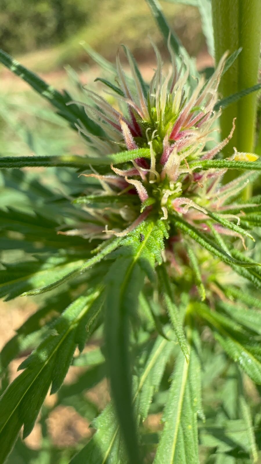 Detalhe de uma flor de cannabis em formação, com pistilos claros e avermelhados, ao sol