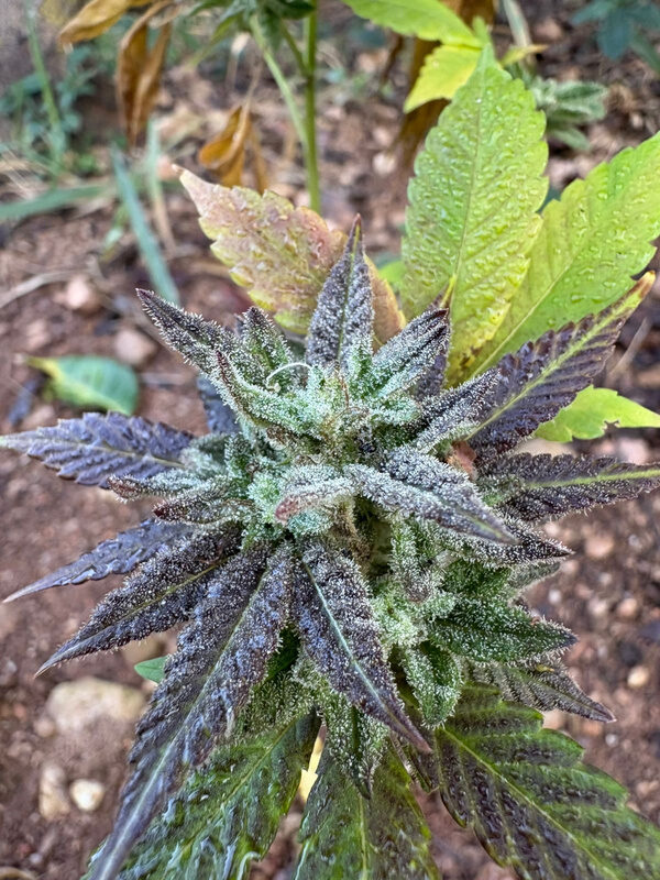 Flor de cannabis de tons roxos coberta de tricomas, no canteiro