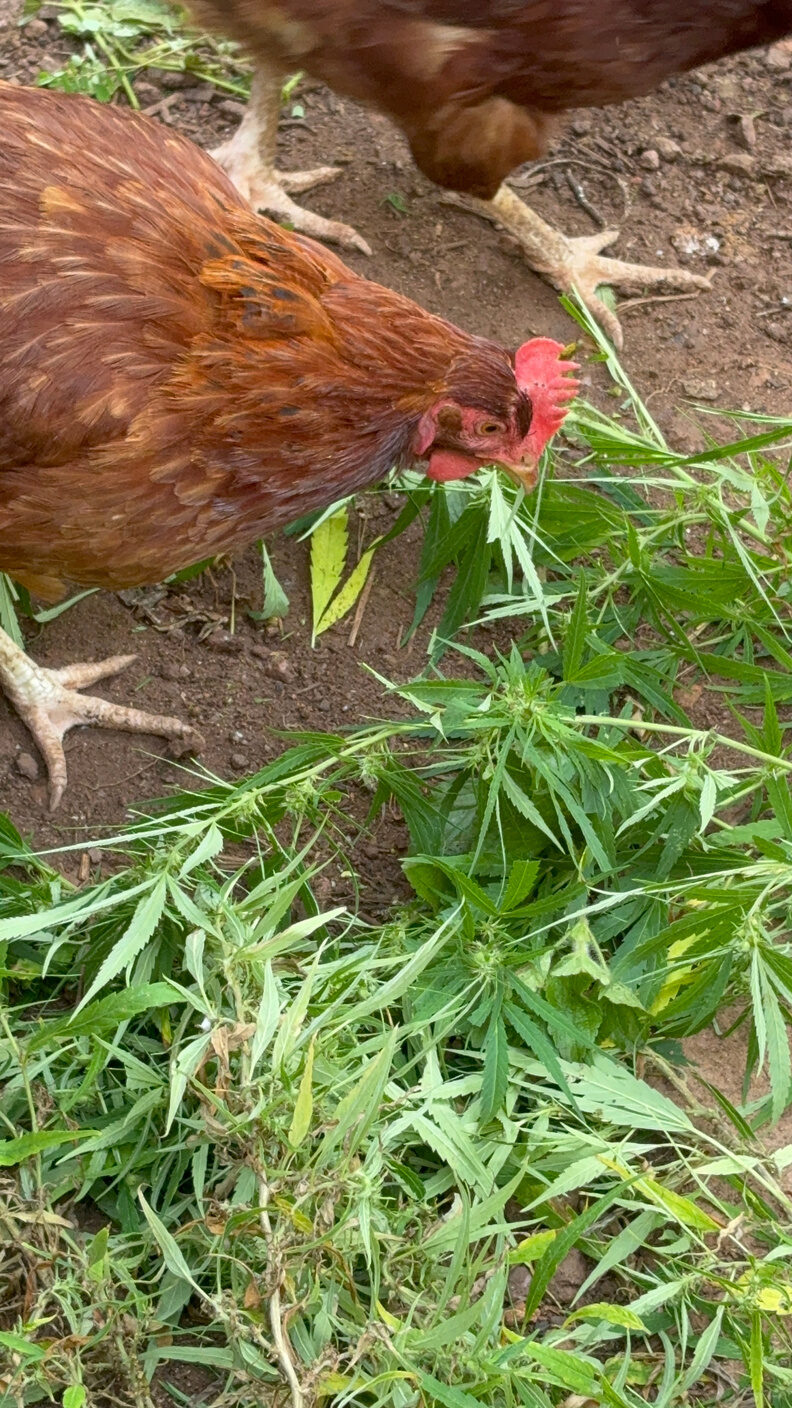 Galinha caipira ciscando entre mudas de cannabis na horta