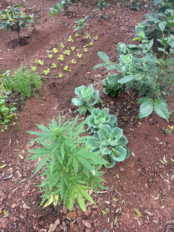 Canteiro com mudas de cannabis, couves e pés de café em solo vermelho