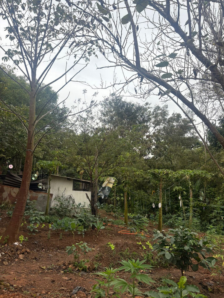 Sistema agroflorestal da horta Maria Flora, com árvores altas, mudas e a casa ao fundo