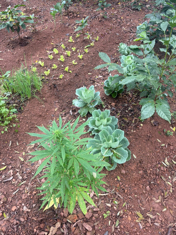 Canteiro da horta Maria Flora com cannabis em consórcio com couve, alface e cebolinha em terra vermelha