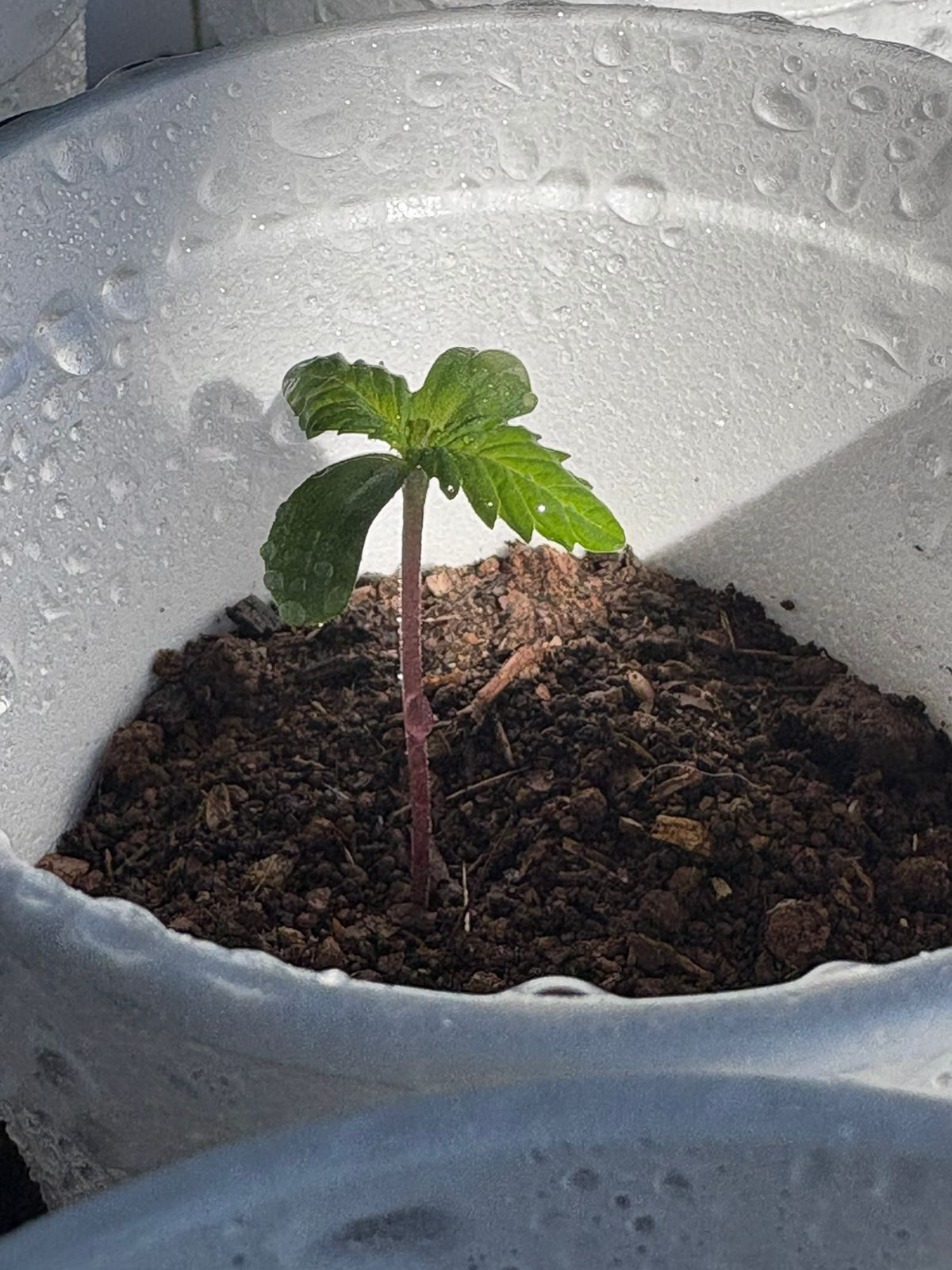 Muda de cannabis de semente crioula com as primeiras folhas, em copo com terra e gotas de orvalho