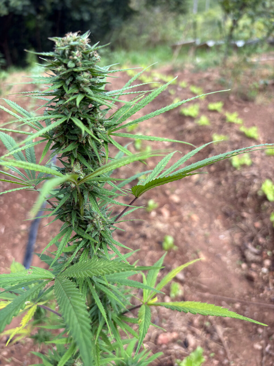 Planta de cannabis em floração no campo, com o mato ao fundo
