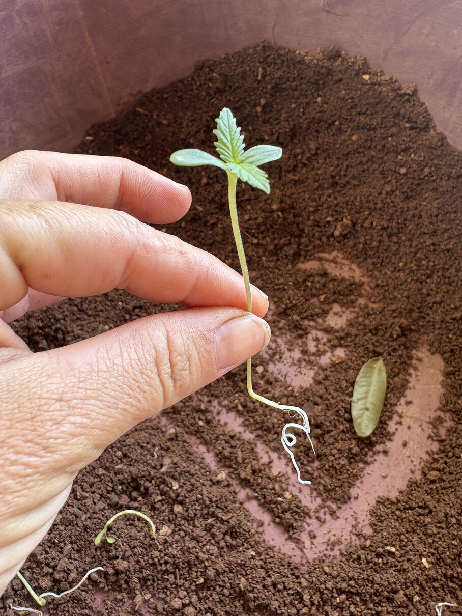 Mão segurando uma semente de cannabis recém-germinada, com a raiz branca à mostra, sobre a terra